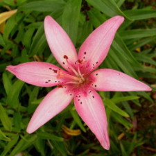 Liliaceae Lilium x hybridum hort. cv. Изаура