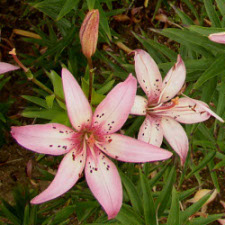 Liliaceae Lilium x hybridum hort. cv. Изаура