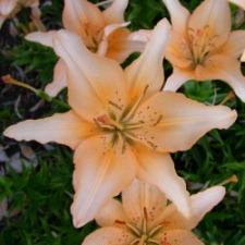 Liliaceae Lilium x hybridum hort. cv. Млада