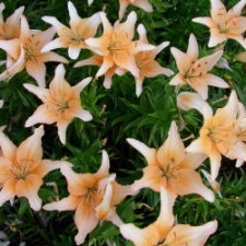 Liliaceae Lilium x hybridum hort. cv. Млада