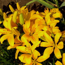 Lilium x hybridum hort. cv. Madras