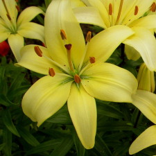 Liliaceae Lilium x hybridum hort. cv. Утренняя Звезда
