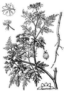 Apiaceae Aethusa cynapium L. 