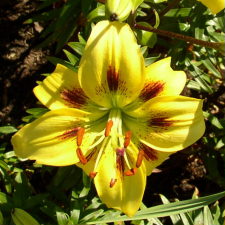 Liliaceae Lilium x hybridum hort. cv. Rusalka