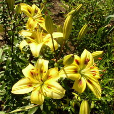 Liliaceae Lilium x hybridum hort. cv. Rusalka