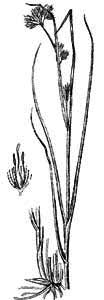Cyperaceae Rhynchospora alba (L.) Vahl 