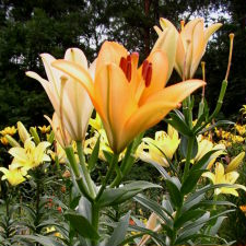 Liliaceae Lilium x hybridum hort. cv. Royal Trinity