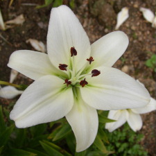 Lilium x hybridum hort. cv. Navona
