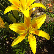 Lilium x hybridum hort. cv. Pollyanna