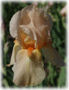 Iridaceae Iris x hybrida hort. cv. Apricot Supreme