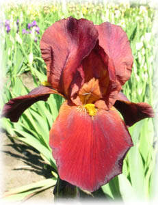 Iridaceae Iris x hybrida hort. cv. Bang