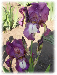 Iridaceae Iris x hybrida hort. cv. Bazaar