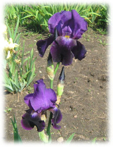 Iridaceae Iris x hybrida hort. cv. Black Douglas