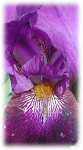 Iridaceae Iris x hybrida hort. cv. Black Douglas