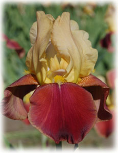 Iridaceae Iris x hybrida hort. cv. Broadway Star