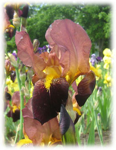 Iridaceae Iris x hybrida hort. cv. Tonalea