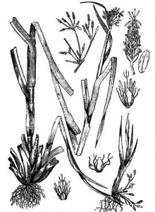 Cyperaceae Scirpus radicans Schkuhr 