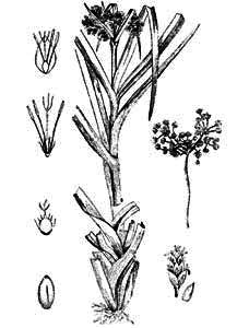 Cyperaceae Scirpus sylvaticus L. 