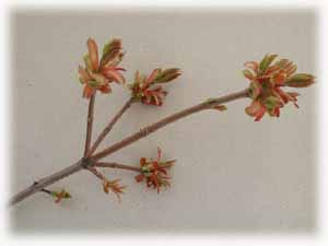 Acer platanoides L. f. globosum
