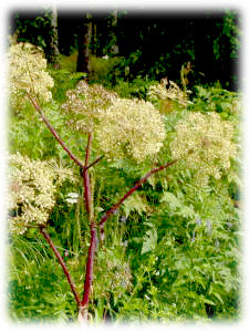 Apiaceae Angelica archangelica L. 