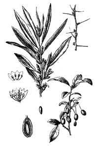 Elaeagnus angustifolia L. 