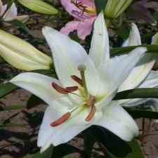 Lilium x hybridum hort. cv. Dame Blanche
