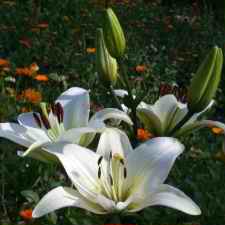 Liliaceae Lilium x hybridum hort. cv. Dame Blanche