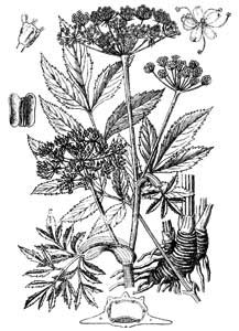 Apiaceae Angelica sylvestris L. 