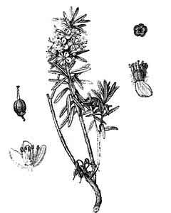 Ericaceae Ledum palustre L. 
