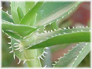 Asphodelaceae Aloe ciliaris Haw. 
