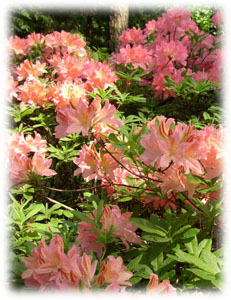 Ericaceae Rhododendron japonicum Sur. 