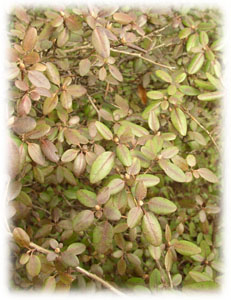 Ericaceae Rhododendron ledebourii Pojark. 