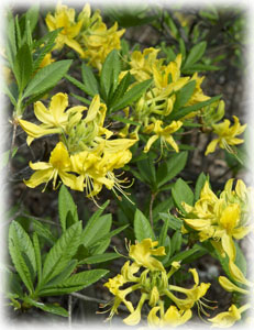 Rhododendron luteum Sweet 