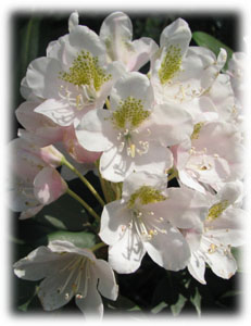 Rhododendron maximum L. 
