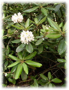 Ericaceae Rhododendron maximum L. 