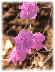 Ericaceae Rhododendron mucronulatum Turcz. 
