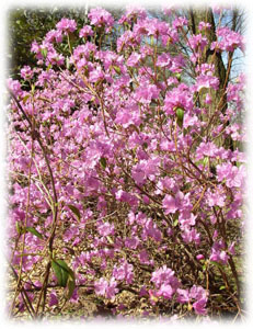Ericaceae Rhododendron mucronulatum Turcz. 