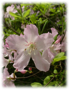 Rhododendron schlippenbachii Maxim. 