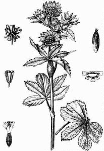 Apiaceae Astrantia major L. 