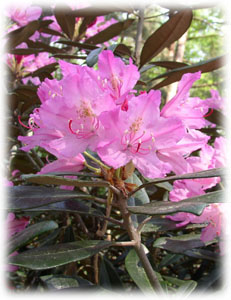 Ericaceae Rhododendron smirnowii Trautv. 