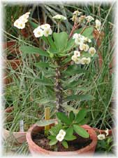 Euphorbiaceae Euphorbia milii Des Moul. cv. Kessii
