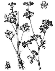 Apiaceae Apium graveolens L. 