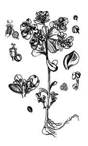Euphorbia helioscopia L. 