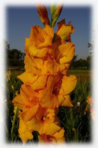 Gladiolus x hybridus hort. cv. Ovation