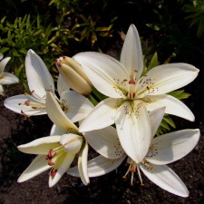 Liliaceae Lilium x hybridum hort. cv. Lippizaner