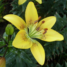 Lilium x hybridum hort. cv. Aria