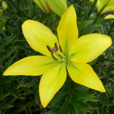 Lilium x hybridum hort. cv. Royal Delight