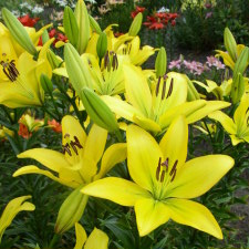 Liliaceae Lilium x hybridum hort. cv. Royal Delight