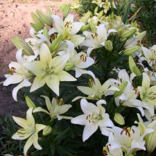 Liliaceae Lilium x hybridum hort. cv. Royal Respect