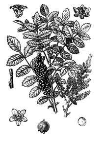 Anacardiaceae Rhus coriaria L. 